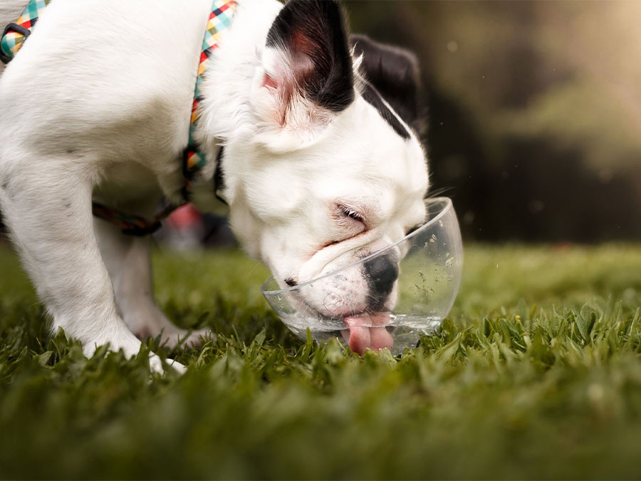 ¿Sabías que el agua que beben tus mascotas también afecta a su salud?